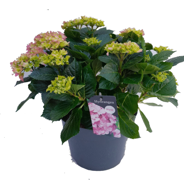 Hortensia Early Pink – Vroegbloeiende Hydrangea met zachtroze bloemen