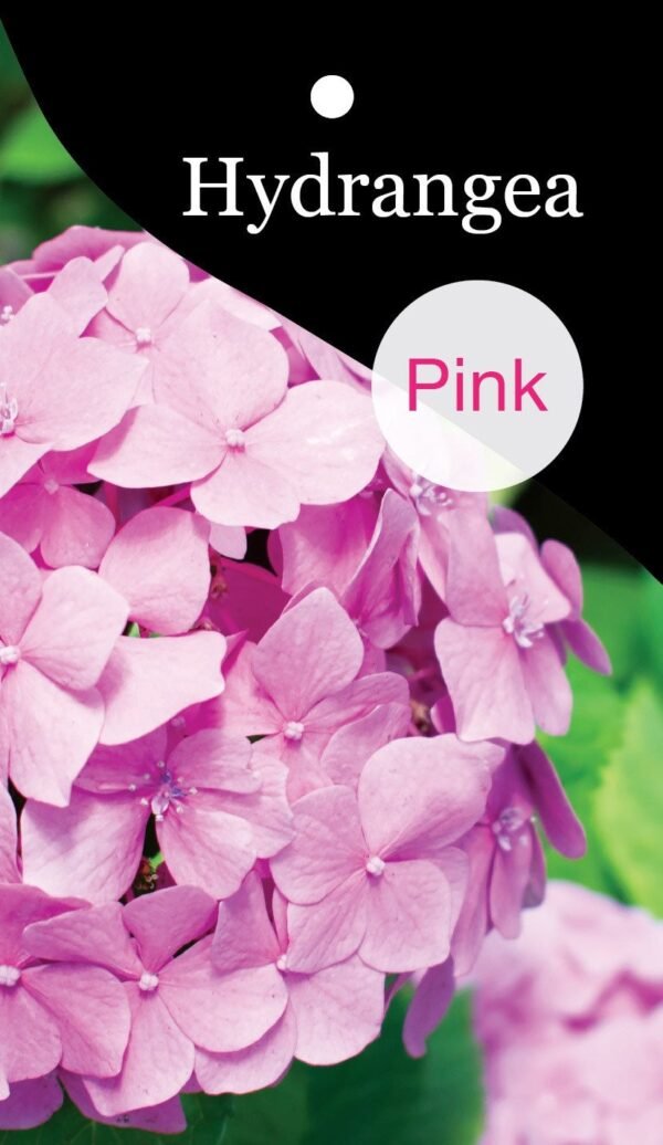 Hortensia Early Pink – Vroegbloeiende Hydrangea met zachtroze bloemen - Afbeelding 3