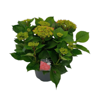 Hortensia Hi Tornado Rood – Hydrangea met vurige rode bloemtrossen