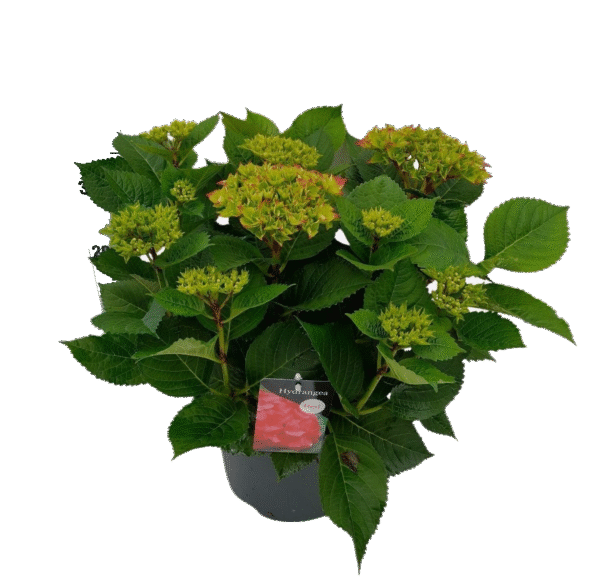 Hortensia Hi Tornado Rood – Hydrangea met vurige rode bloemtrossen