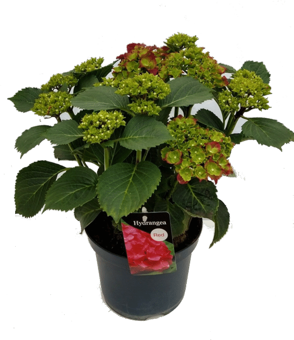 Hortensia Hi Fire Rood – Hydrangea met vurige rode bloemen en stevige groei
