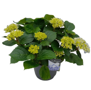 Hortensia Hi River Blue – Hydrangea met grote blauwe bloemen