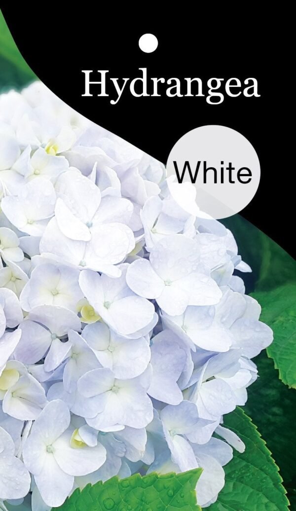Witte Hortensia Crystal Palace – Hydrangea met grote bloemen - Afbeelding 3