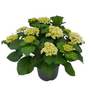 Witte Hortensia Crystal Palace – Hydrangea met grote bloemen