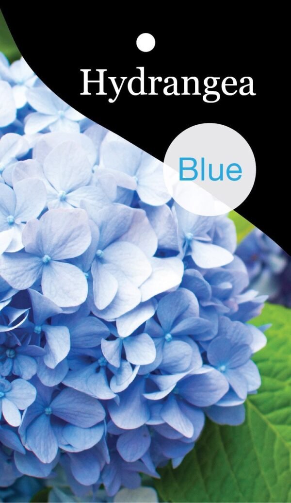 Hortensia Early Blue – Hydrangea met helderblauwe bloemen en vroege bloei - Afbeelding 3
