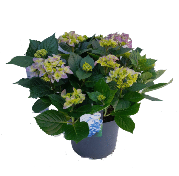 Hortensia Early Blue – Hydrangea met helderblauwe bloemen en vroege bloei