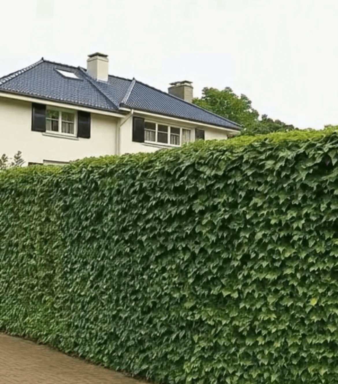 kant-en-klare-hagen volgroeid huis