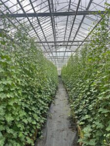 kwekerij-kant-en-klare-hagen