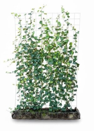 Bijna kant en klare haag Hedera 180cm